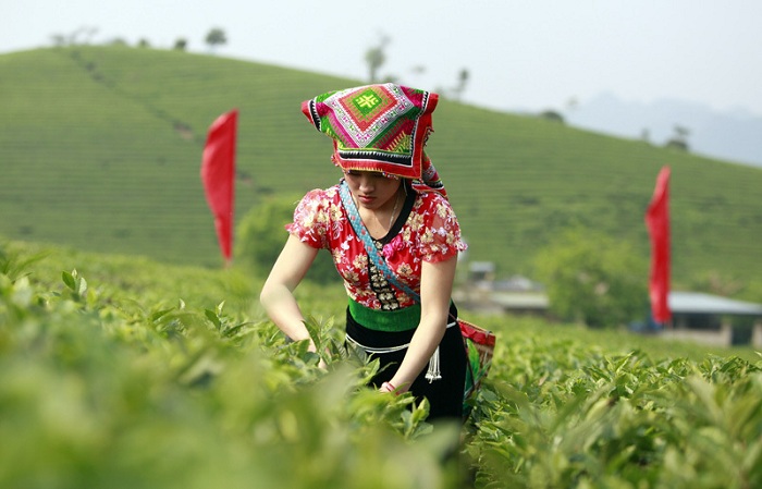visit moc chau son la tea harvesting